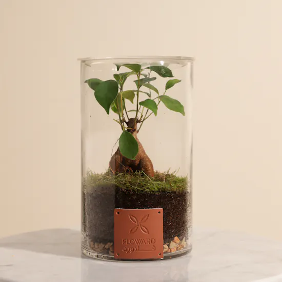 Minature Bonsai | Closed Terrarium