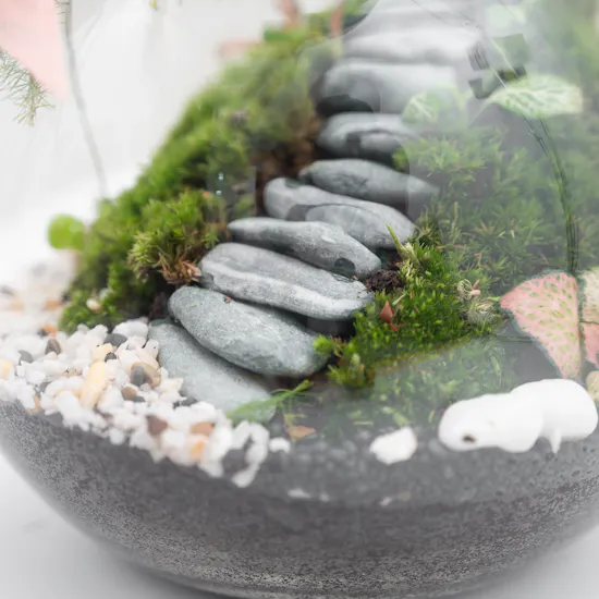 Refreshing Tropical Garden | Closed Terrarium
