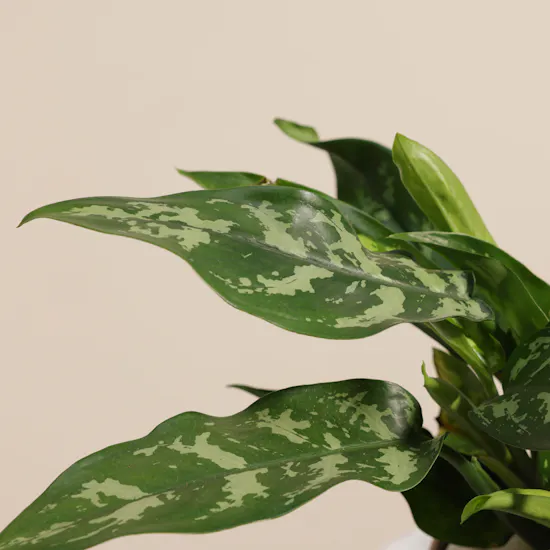 Aglaonema Maria Plant | Gold Pot