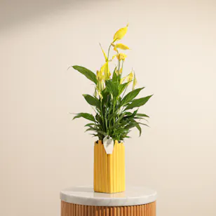 Elegant Yellow Spathiphyllum Plant Elegant Yellow Spathiphyllum Plant