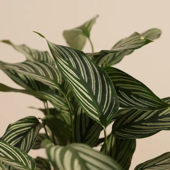Attractive Calathea Vittata Plant