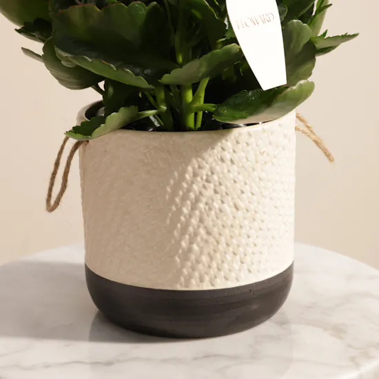 Elegant Eid Red Kalanchoe Plant