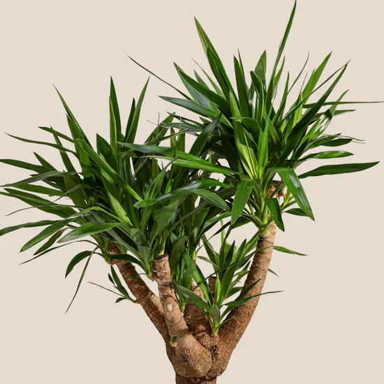 Charm Green Yucca Elephantipes Plant