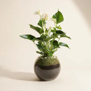 Anthurium Montana 