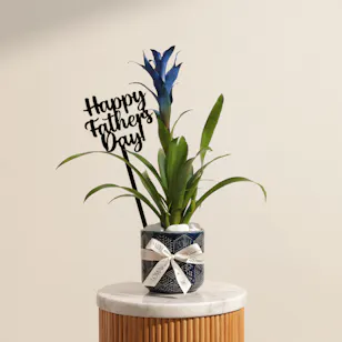 Father's Day Shinny Blue Guzmania Plant 