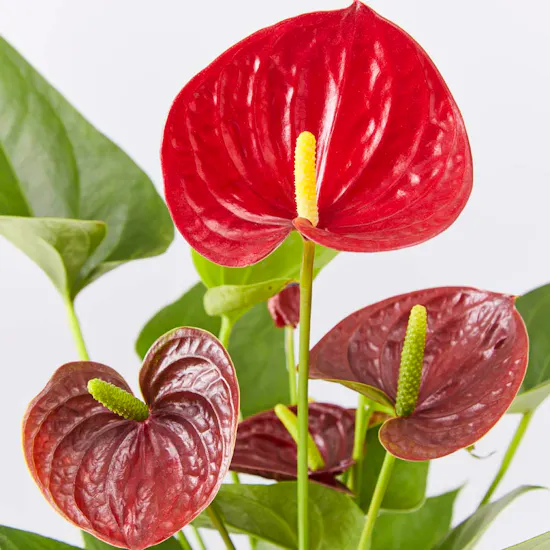 Red Flamingo Plant