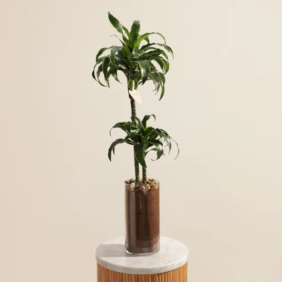 Beauty Dracaena Fragrans Plant