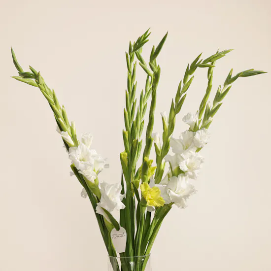 Bright Gladiolus Vase