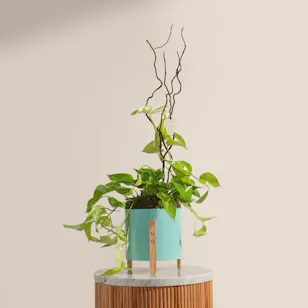 Green Philodendron Plant