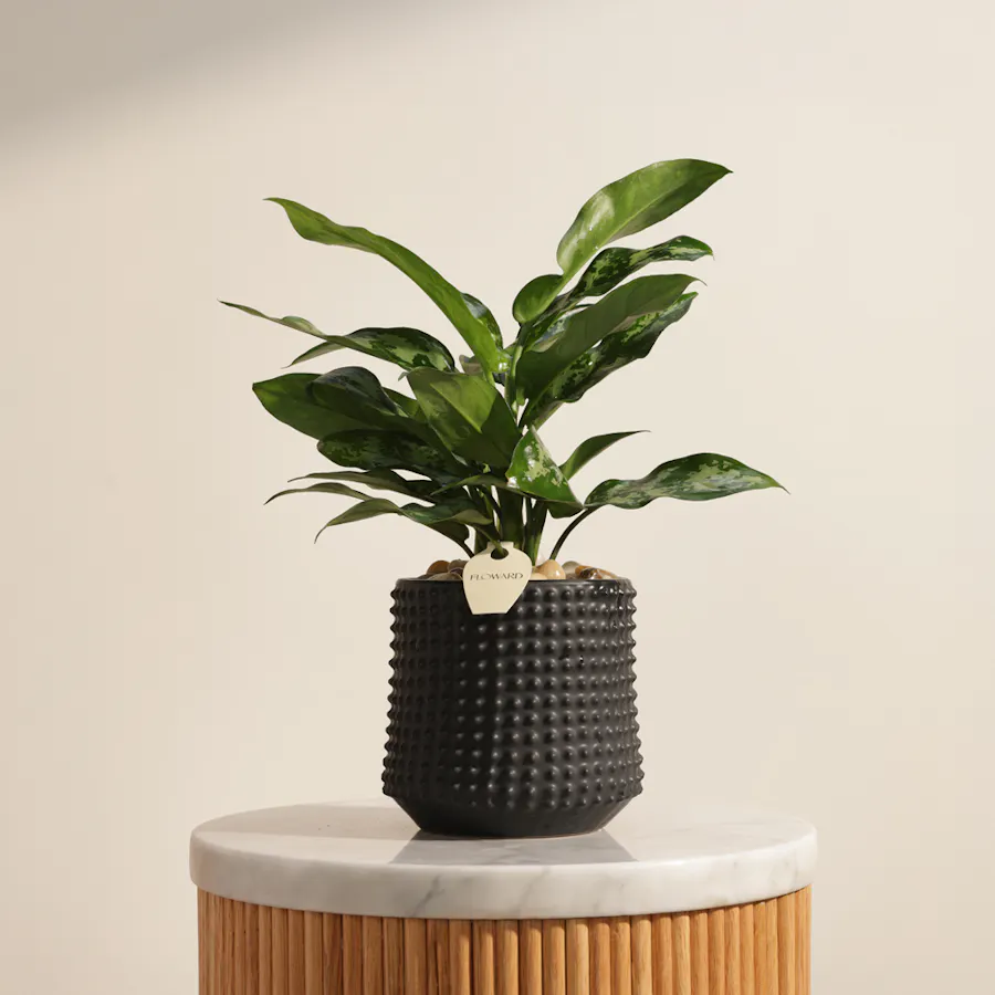 Botanical Aglaonema Maria Plant 1