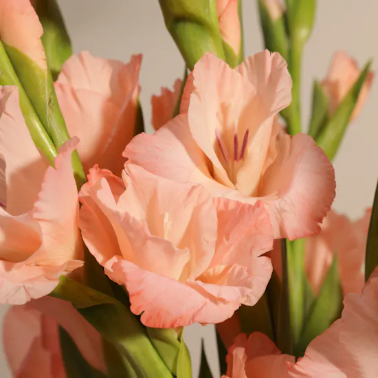 Sugar Babe Gladiolus Bouquet