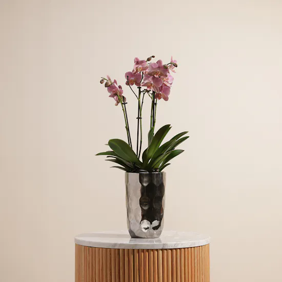 Pink Orchid Plant