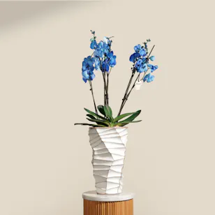 Beauty Blue Phalaenopsis Plant