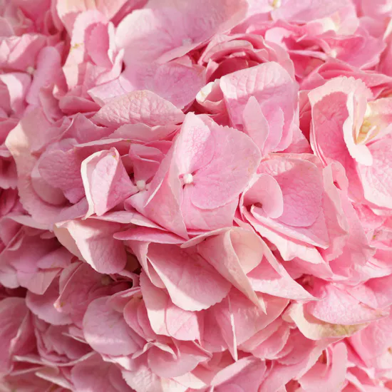 Pink Melody Hydrangea Box | 8 Flowers