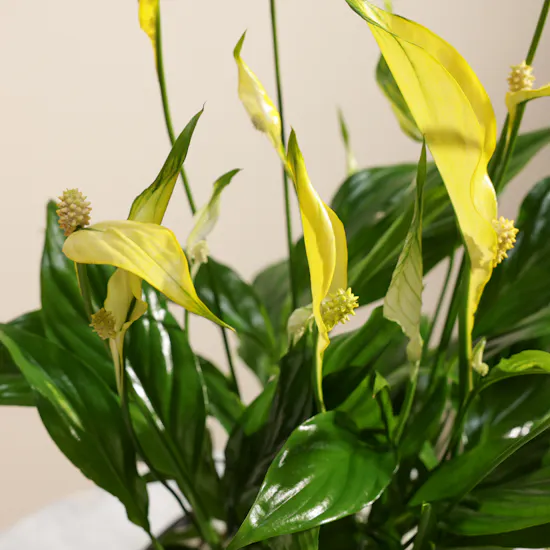Serene Yellow Spathiphyllum Plant