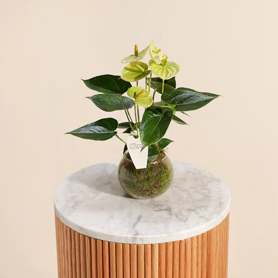 Anthurium Vanilla Plant