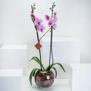 Pink Orchid Plant | Glass Vase
