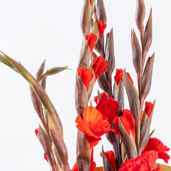 Gladiolus Red | Bouquet