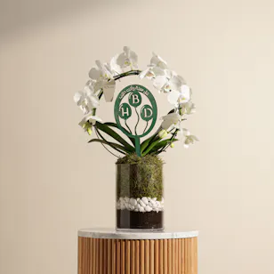 Elegant Birthday Phalaenopsis Plant Elegant Birthday Phalaenopsis Plant