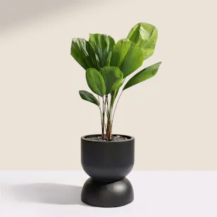 Magical Licuala Grandis Plant