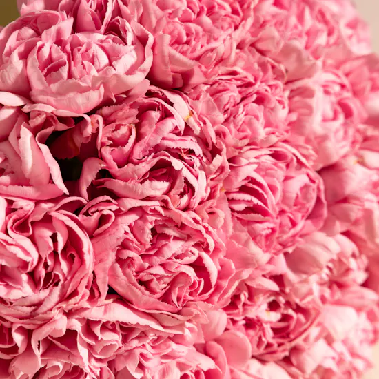 Graceful Pink Carnations Bouquet