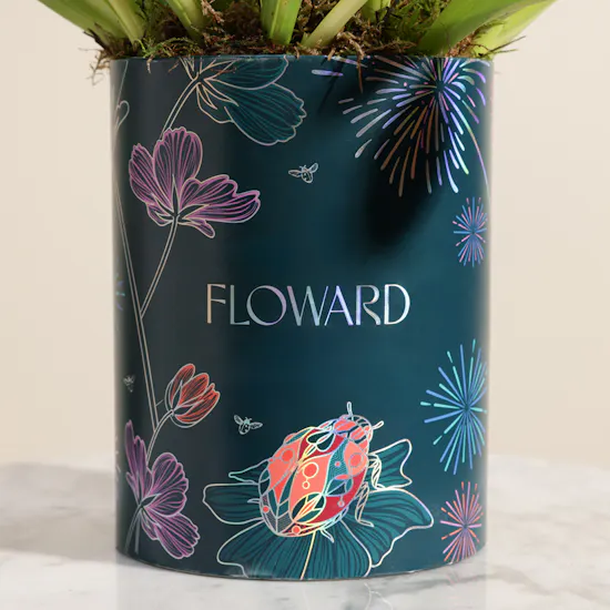 Festive White Tulip Box | 30 Flowers