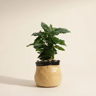 Purifying Coffea Arabica Plant 