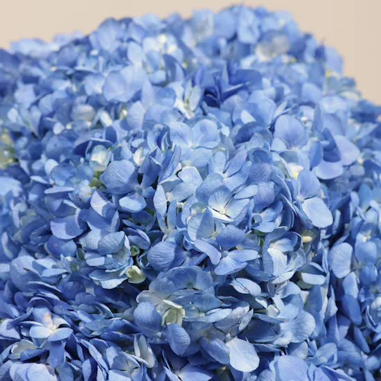 Stunning Blue Hydrangea Box | 15 Flowers