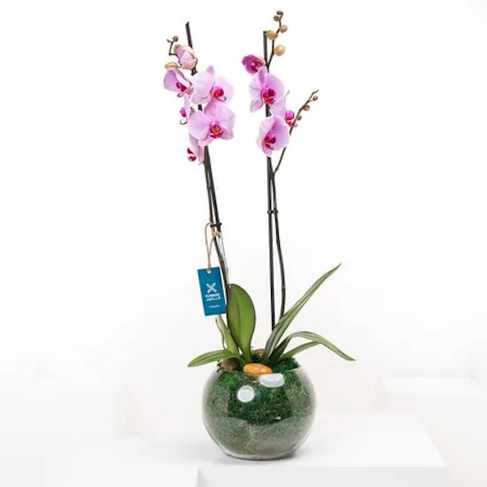 PinkSingle Orchid | Fishbowl Glass Pot