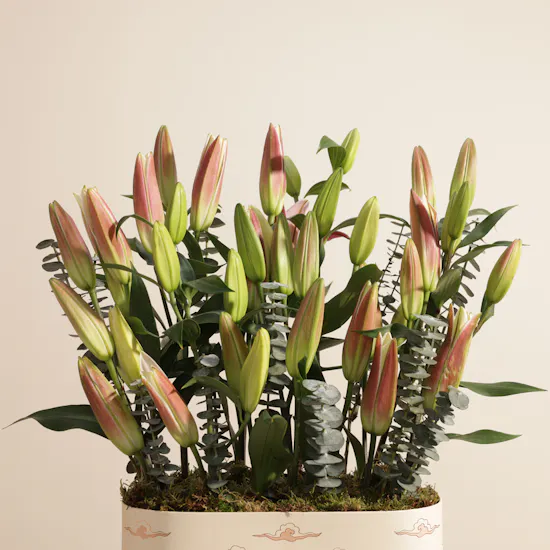 Serenity Pink and White Lily Box