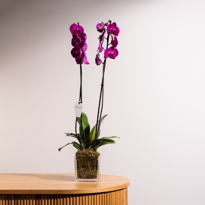 Purple Orchid Plant | Glass Pot
