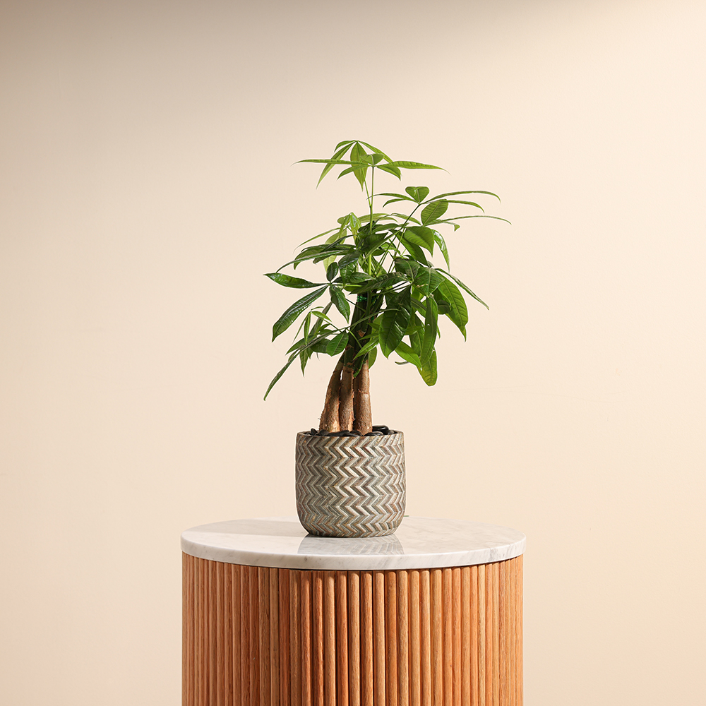  باشيرا الملتوية 