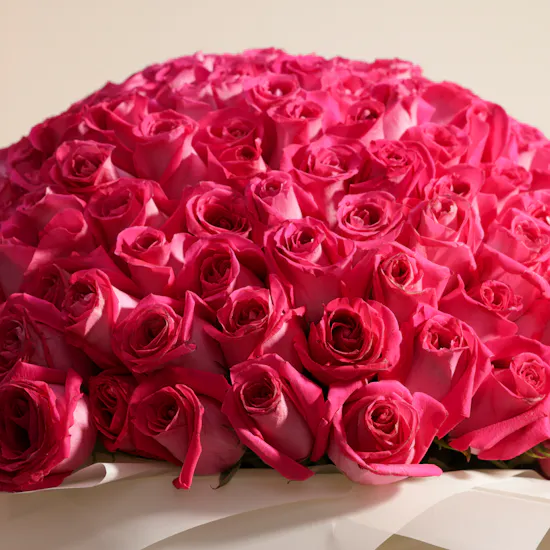 Fuchsia Roses Bouquet | 250 Flowers