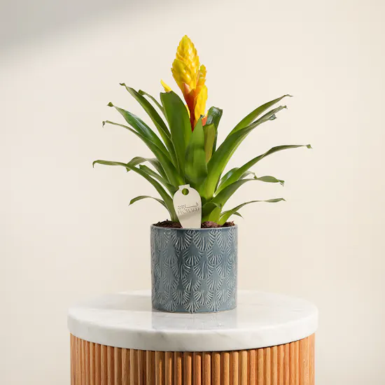 Elegant Red Vriesea Bromeliad Plant