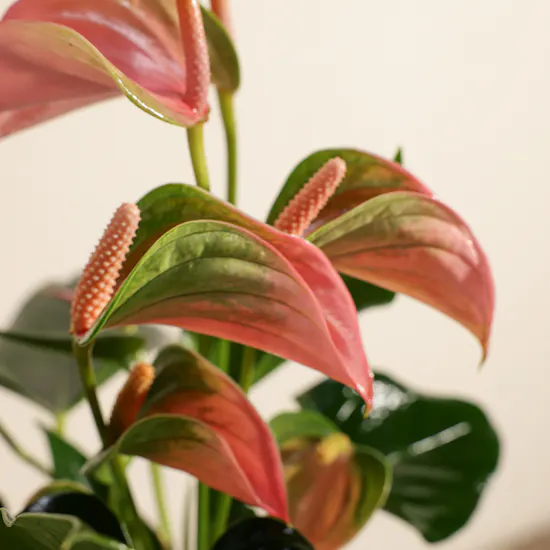 Unique Pink Anthurium Plant Vase