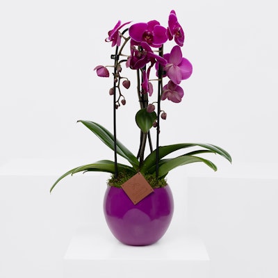 Orchid Elegant Cascade