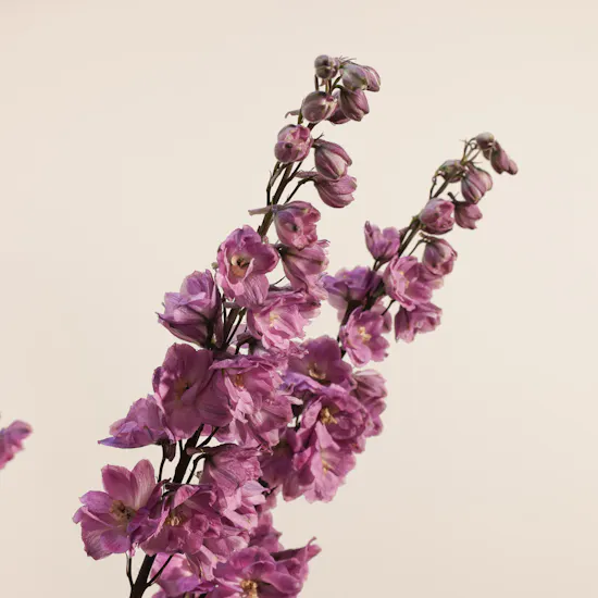 Charming Pink Delphinium