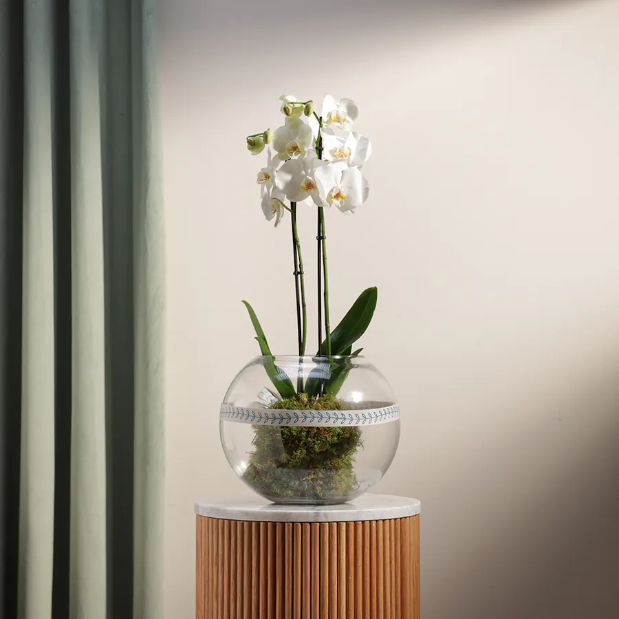 White Orchid Plant | Glass Pot 4