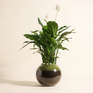 Spathiphyllum Pearl Plant 