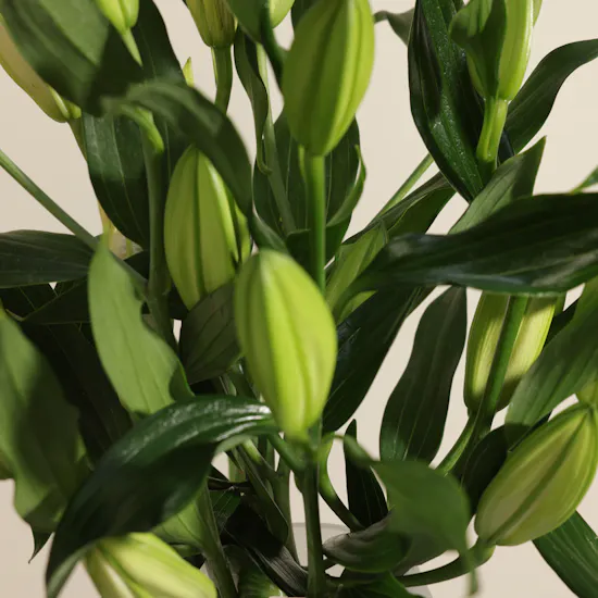 Calm Radiance Lily Vase