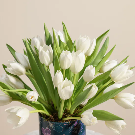 Festive White Tulip Box | 30 Flowers