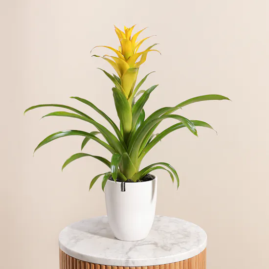 Guzmania Yellow | Ceramic Pot