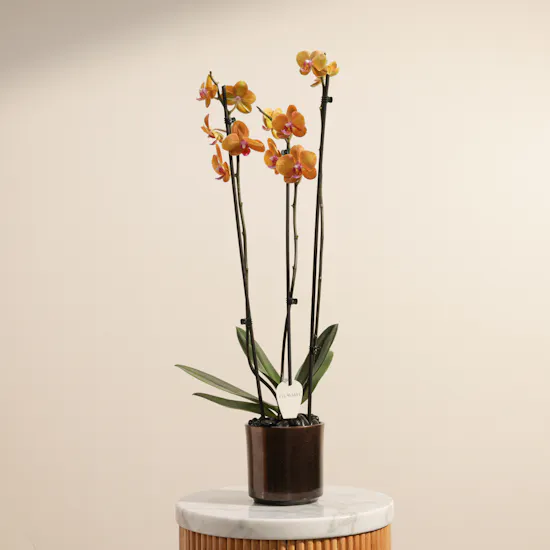 Shiny Orange Phalaenopsis Plant
