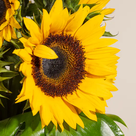 Get Well Soon Sunflowers Vase