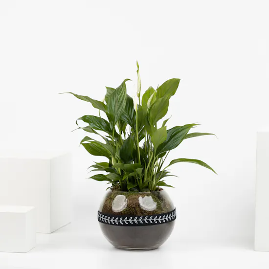 Spathiphyllum Plant | Glass Pot