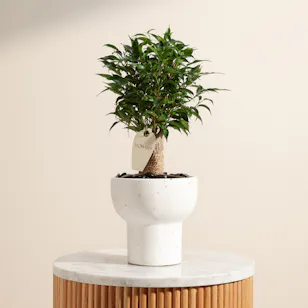 Delicate Ficus Benjamina Natasja Plant