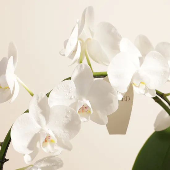 Fancy White Phalaenopsis Plant