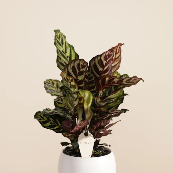 Elegant Calathea Makoyana Plant