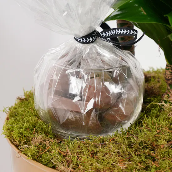 Dracaena Fragrans Compacta | Floward's Chocolate