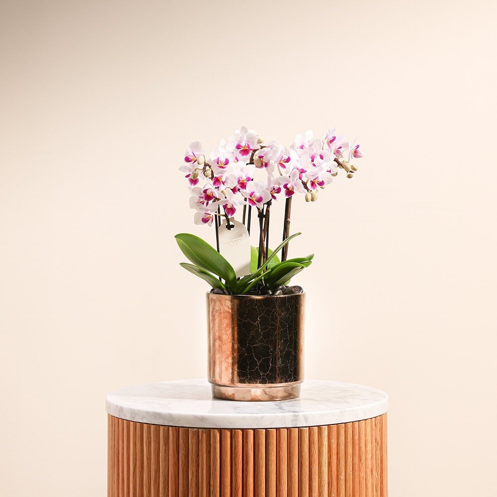 White & Red Little Orchid